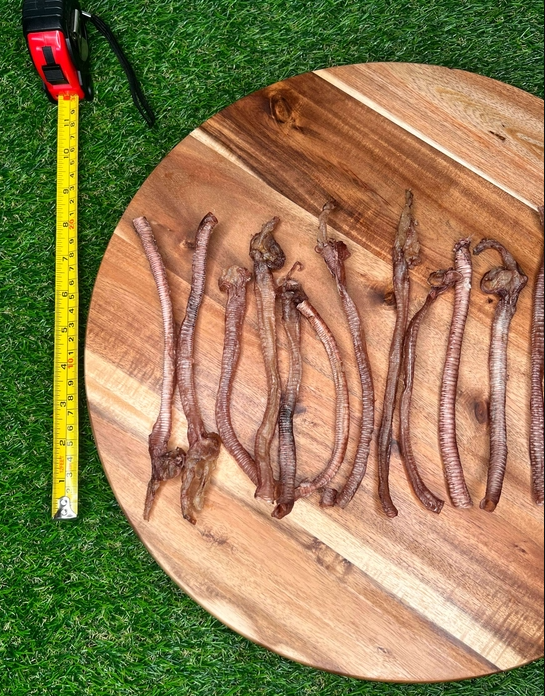 Duck Trachea