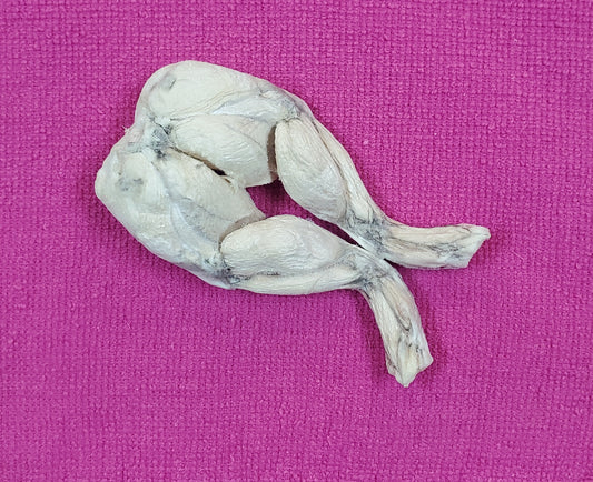 Freeze Dried Frog Legs